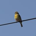 IMG_9053 Serin.JPG